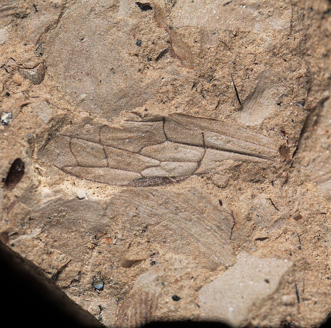 Wasp wing,fossil specimen