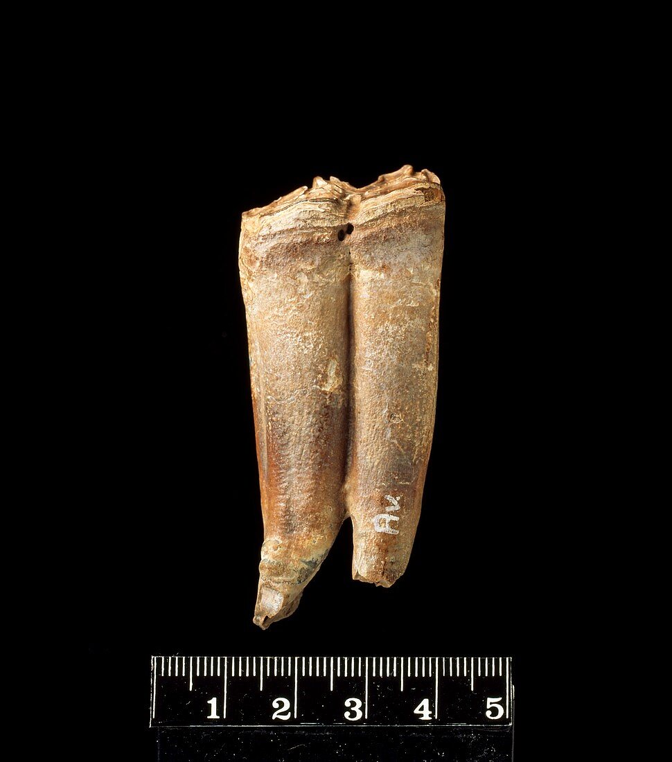 Horse teeth,fossil specimens