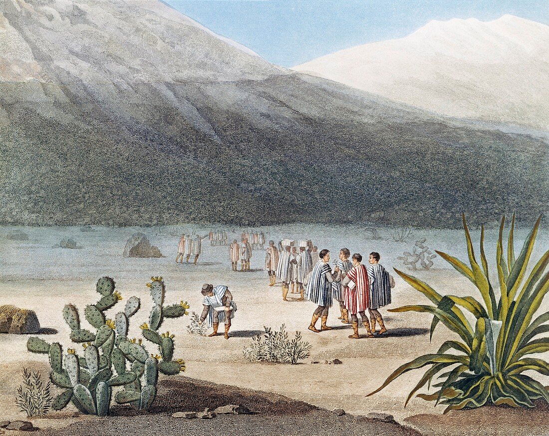 Humboldt in the Andes,1802