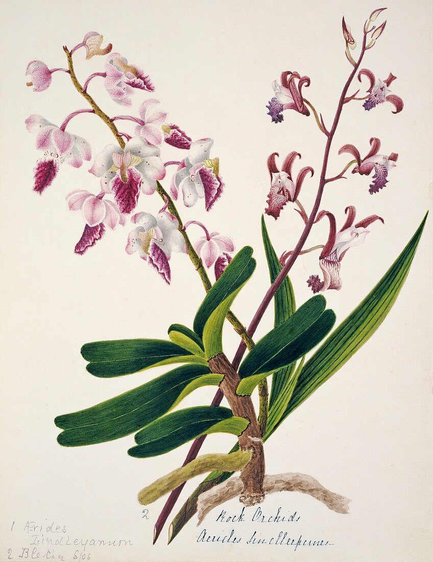 Rock orchid flowers
