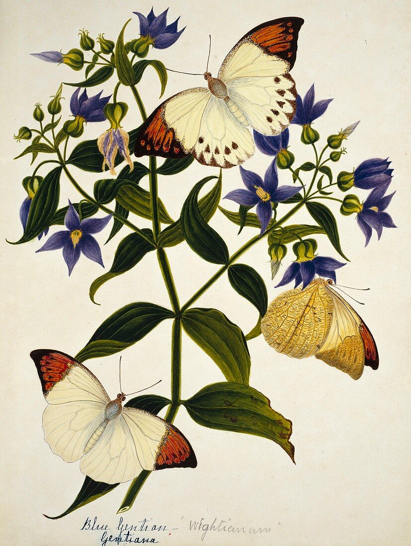Indian butterflies and flowers