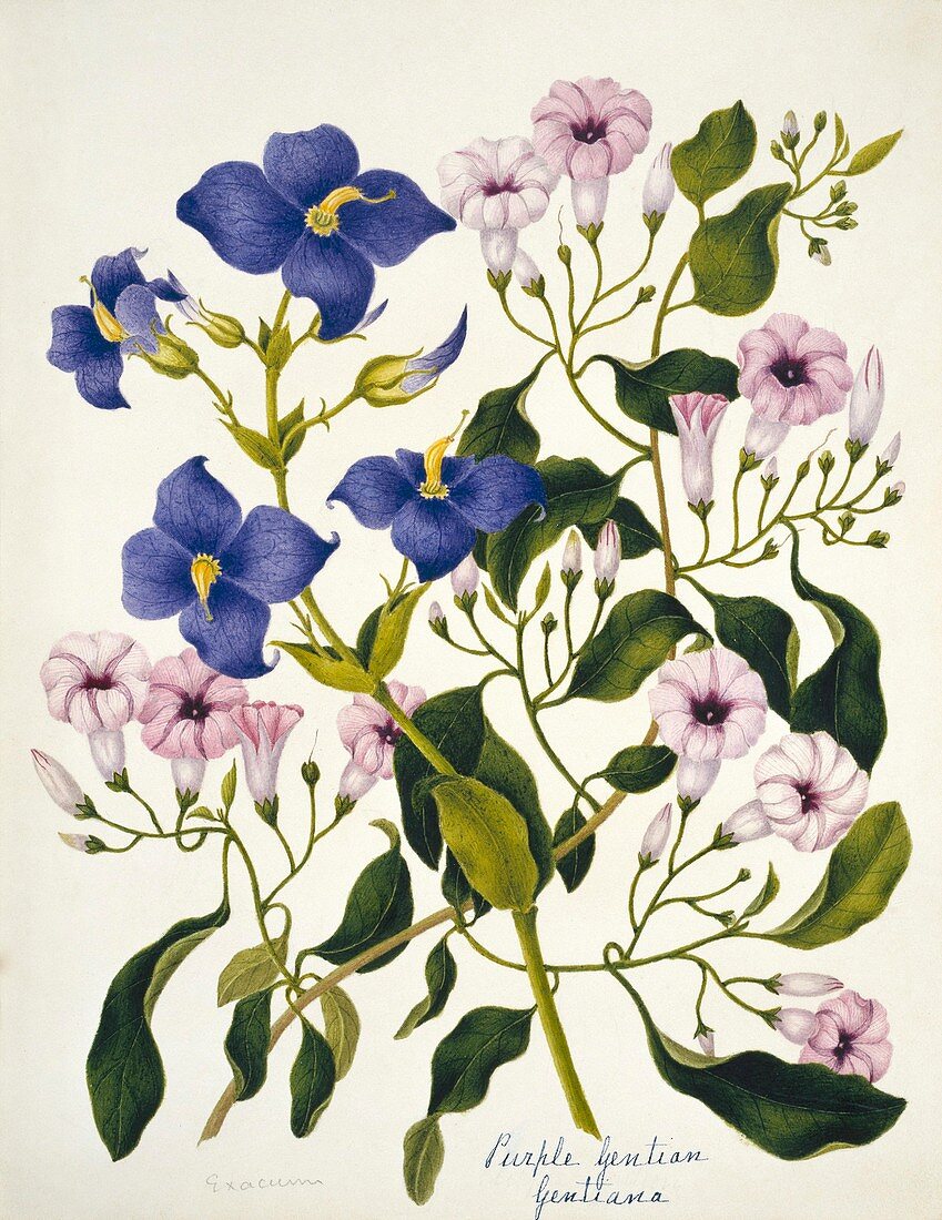 Purple gentian flowers