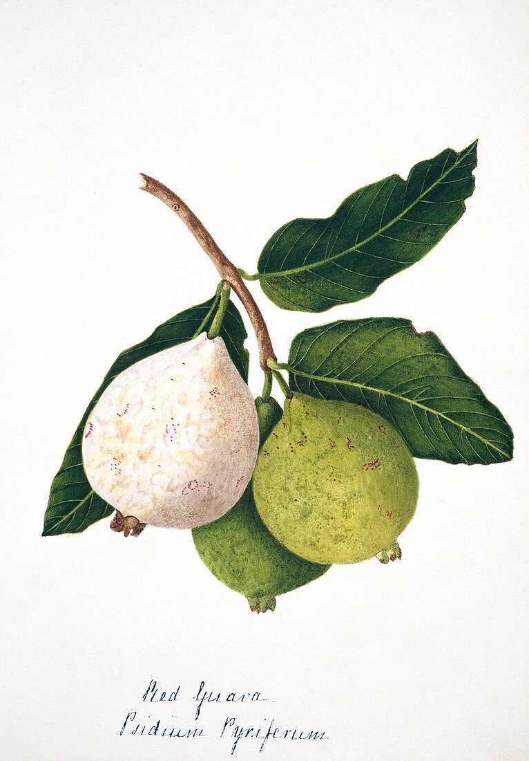 Pear guava fruits