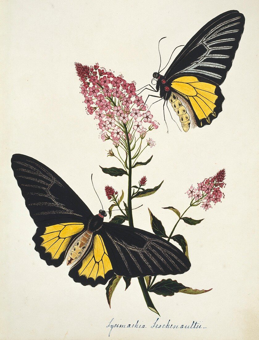 Indian butterflies and flowers
