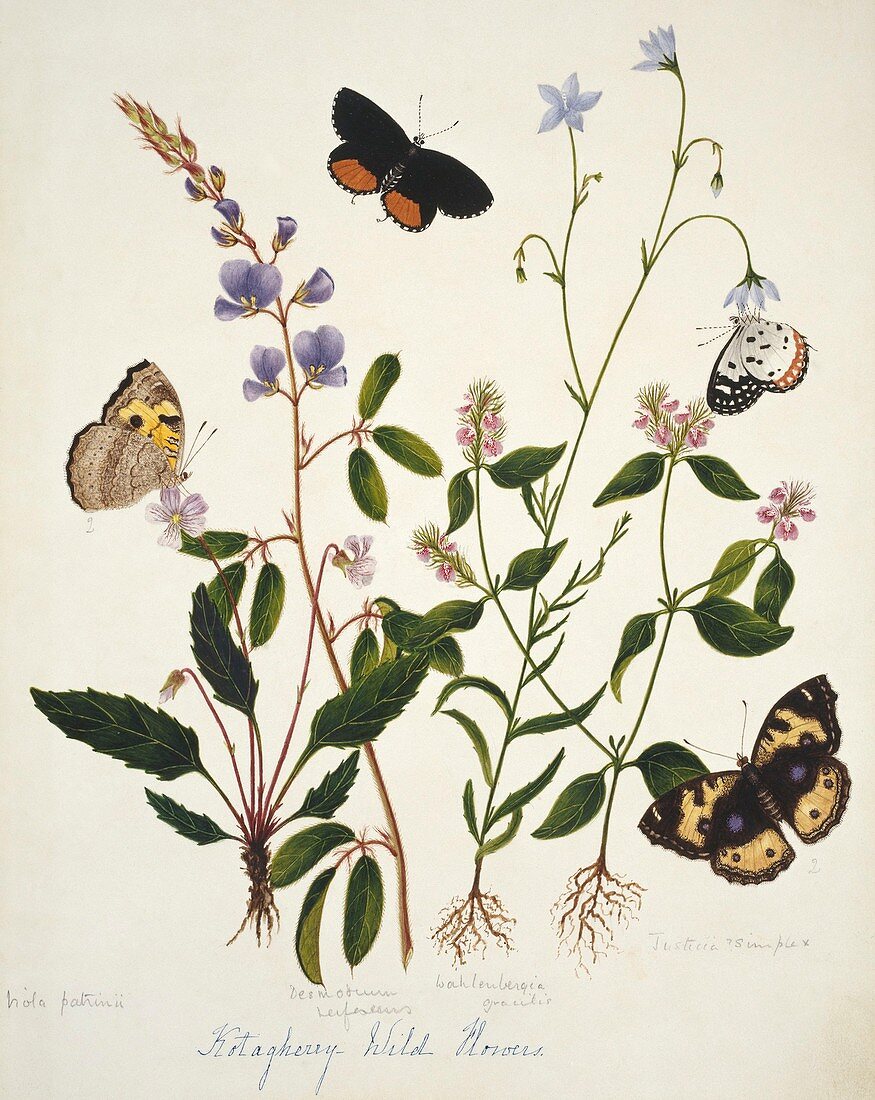 Indian butterflies and flowers