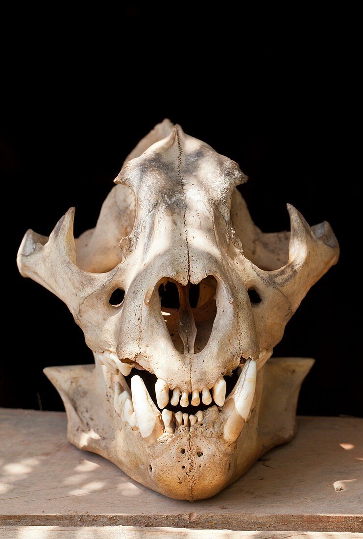 Jaguar skull