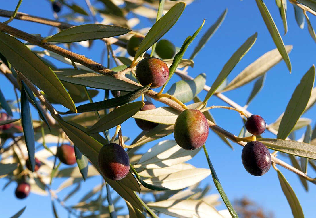 Olives (Olea europaea) on a tree