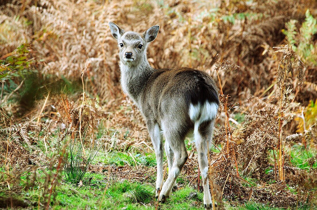 Sika deer calf