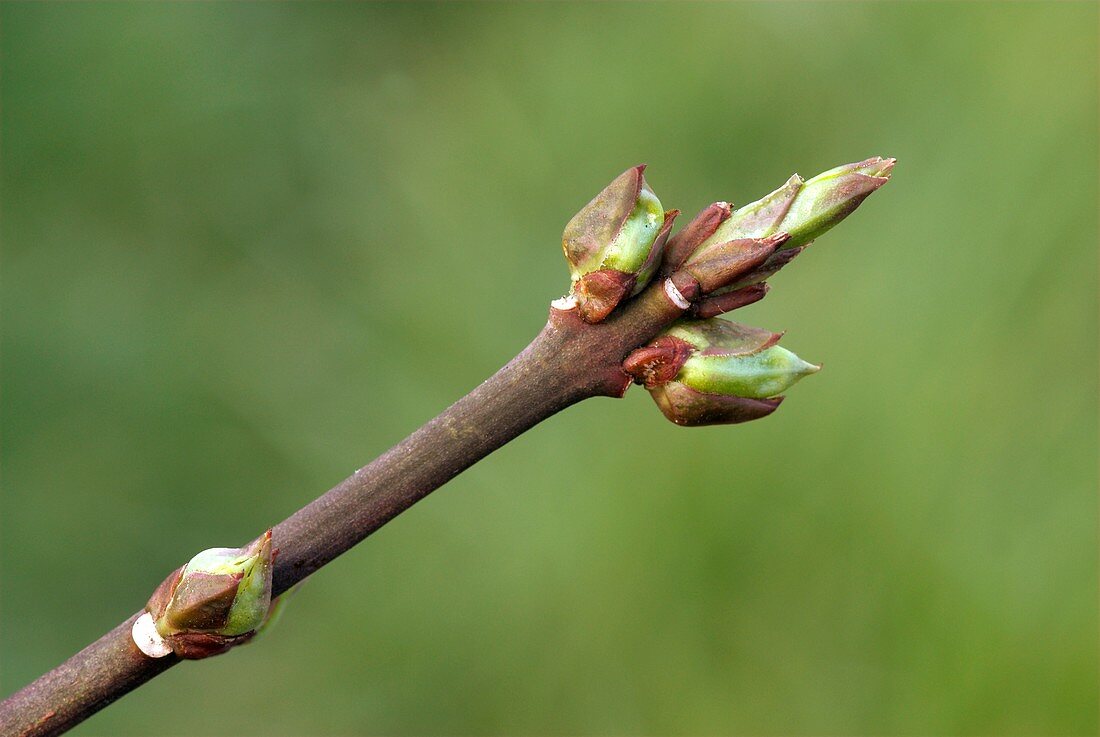 Spindle (Euonymus europaeus) buds