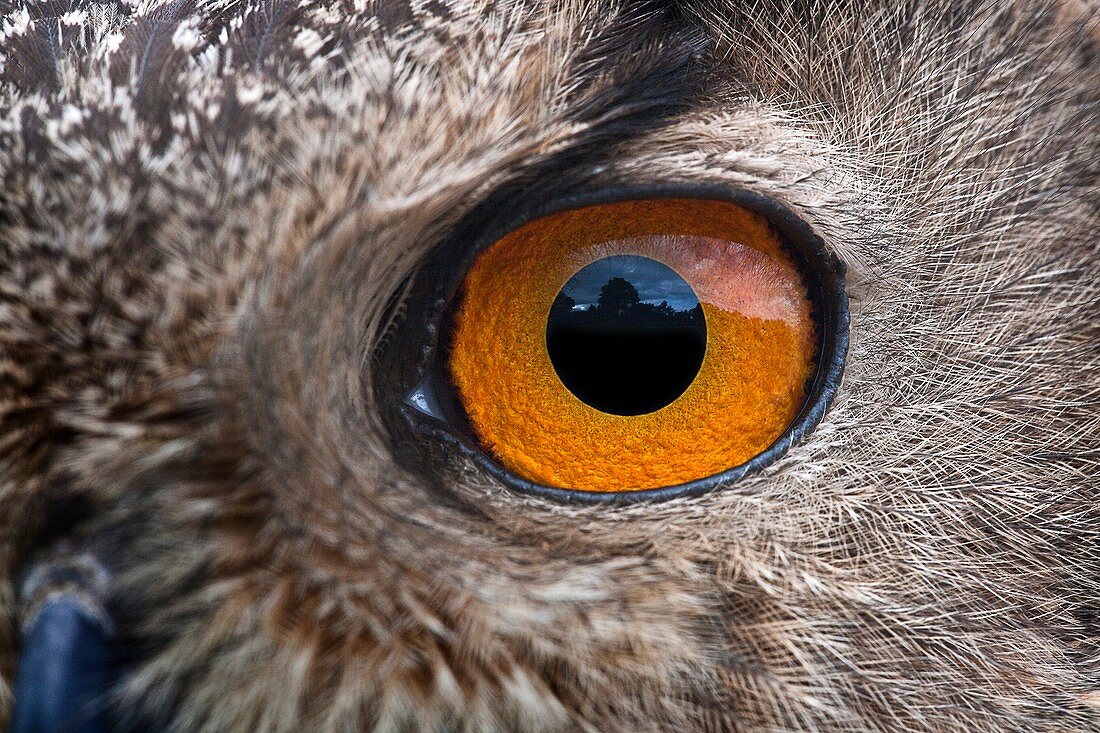 Eurasian eagle-owl eye