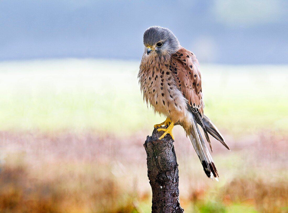 Common kestrel perched on a branch