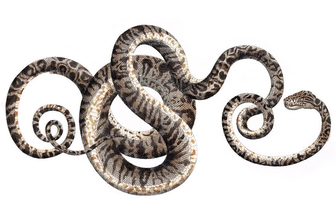 Snake,18th century artwork