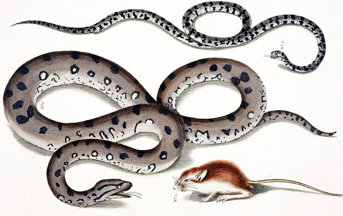 Snakes and prey,18th century artwork