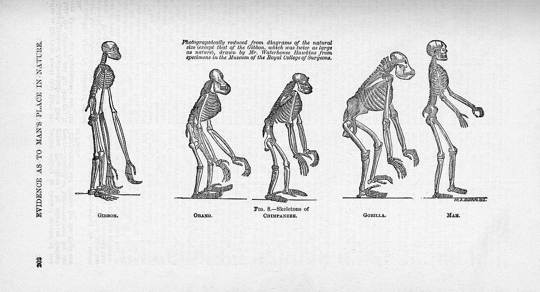 Comparison of primate skeletons