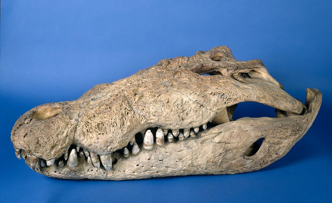 Saltwater crocodile skull