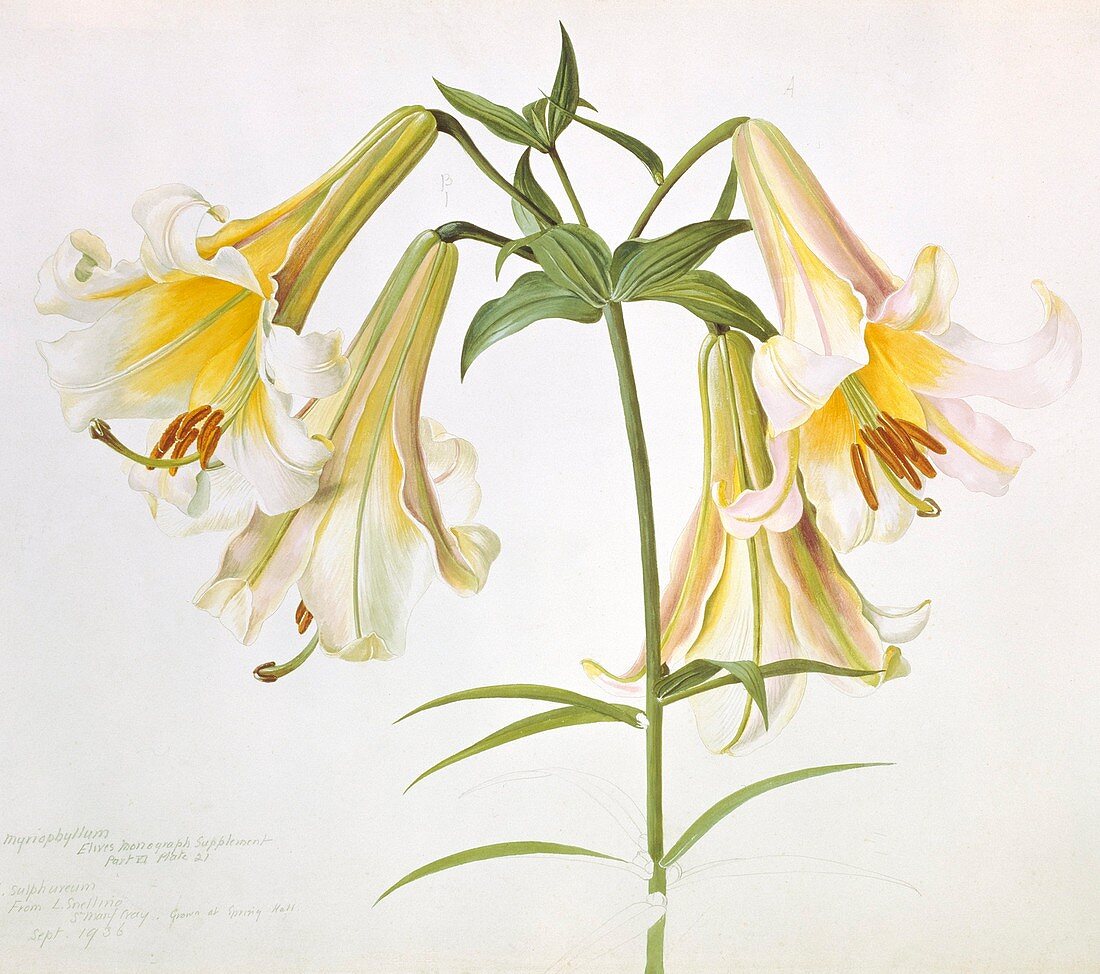 Sulphur lily (Lilium suffureum),artwork
