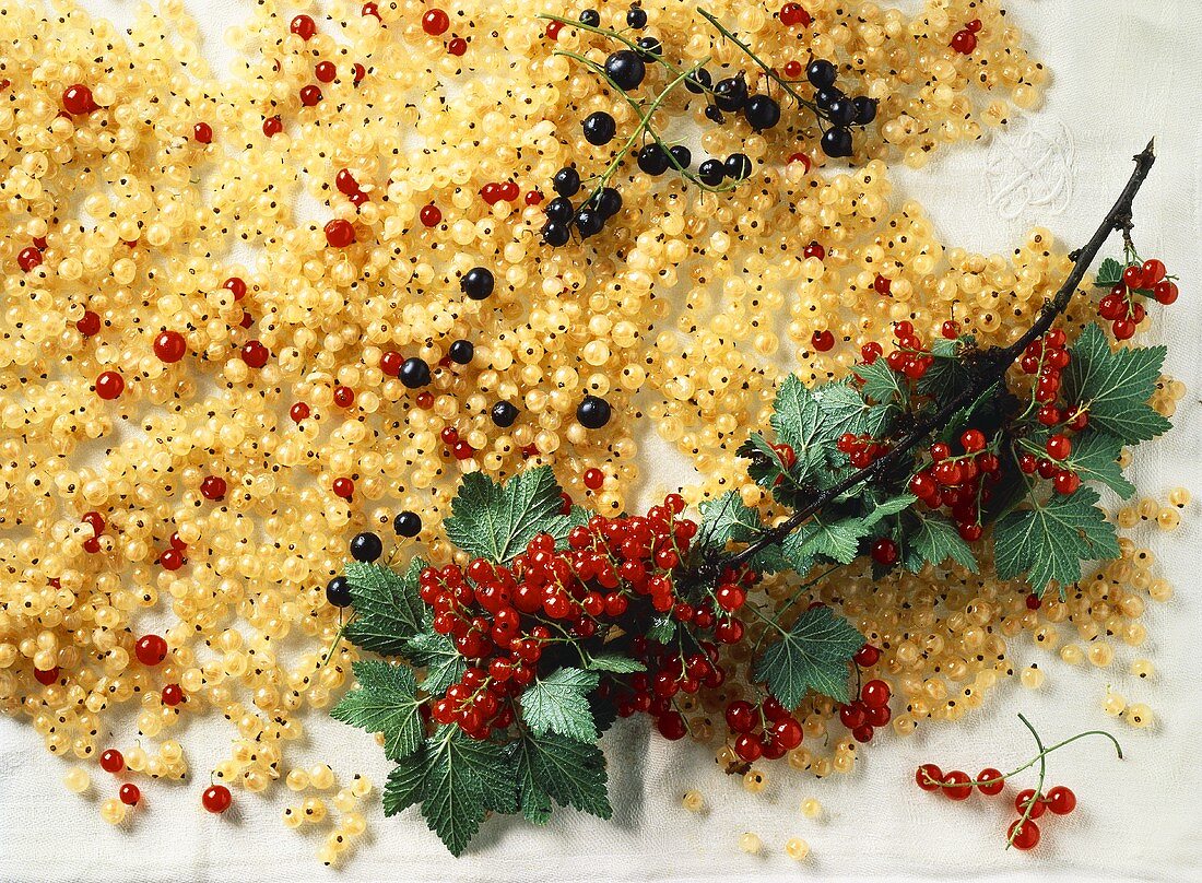 White Currants with a Branch of Red Currants