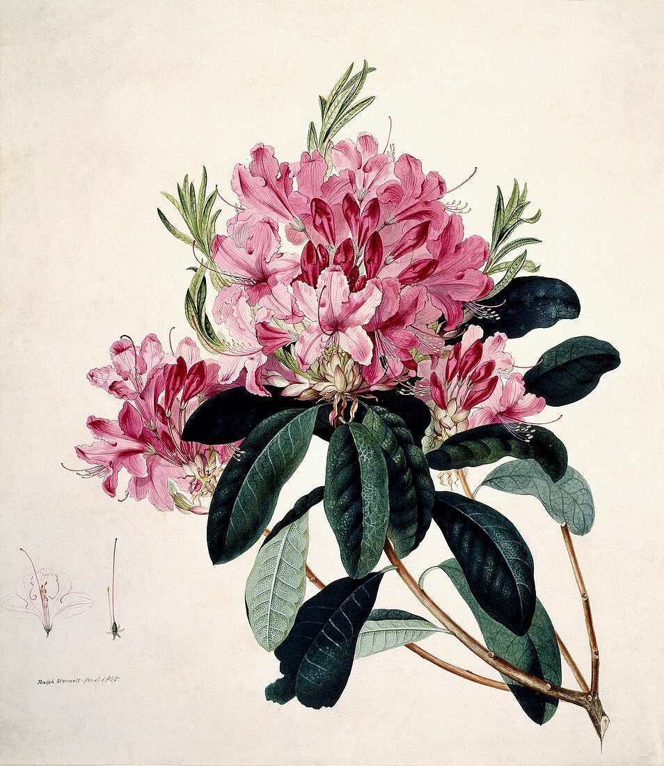 Rhododendron flowers,artwork
