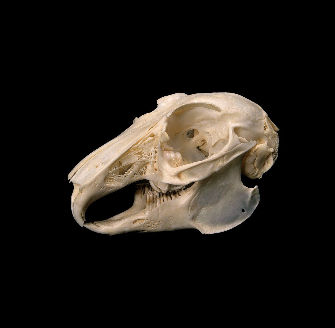 European rabbit skull