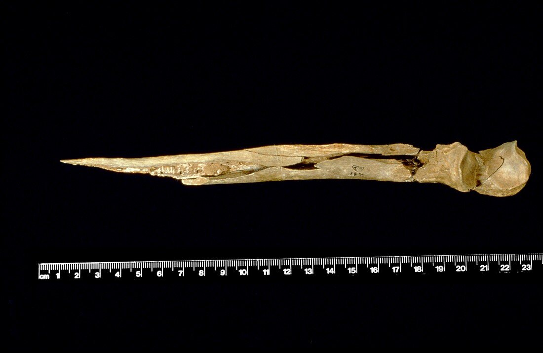 Prehistoric human arm bone