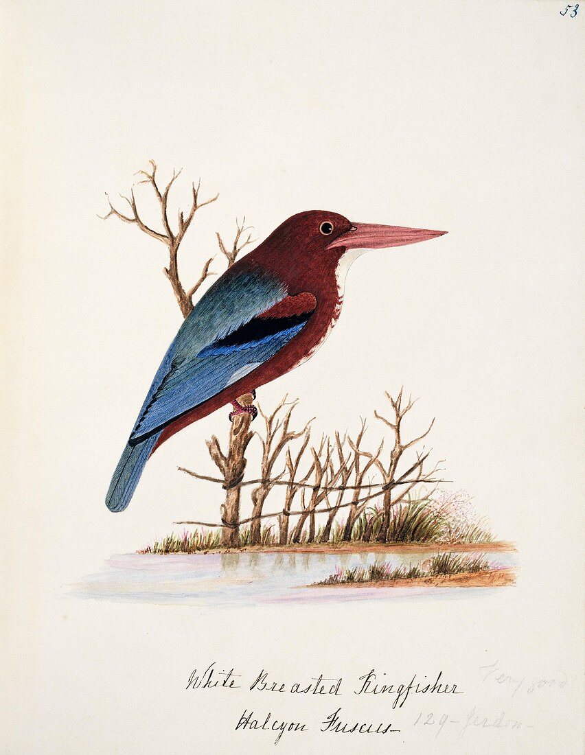White-throated kingfisher