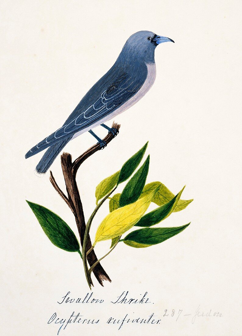 Ashy wood-swallow