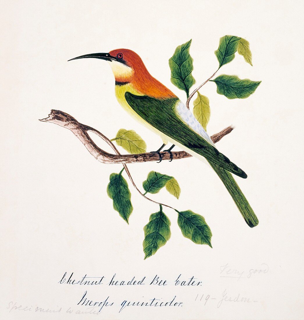 Chestnut-headed bee-eater