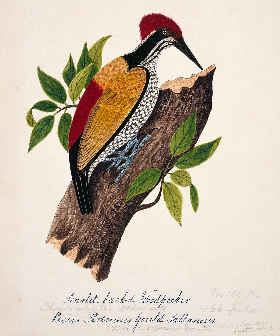 Greater flame-backed woodpecker