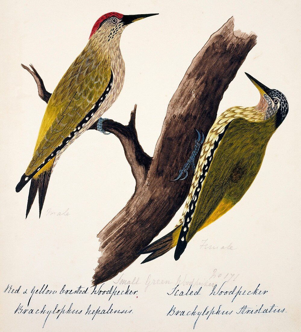 Picus woodpeckers