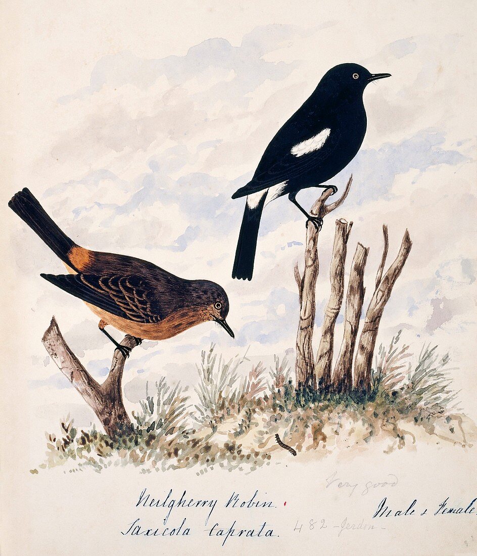 Pied bushchat male and female