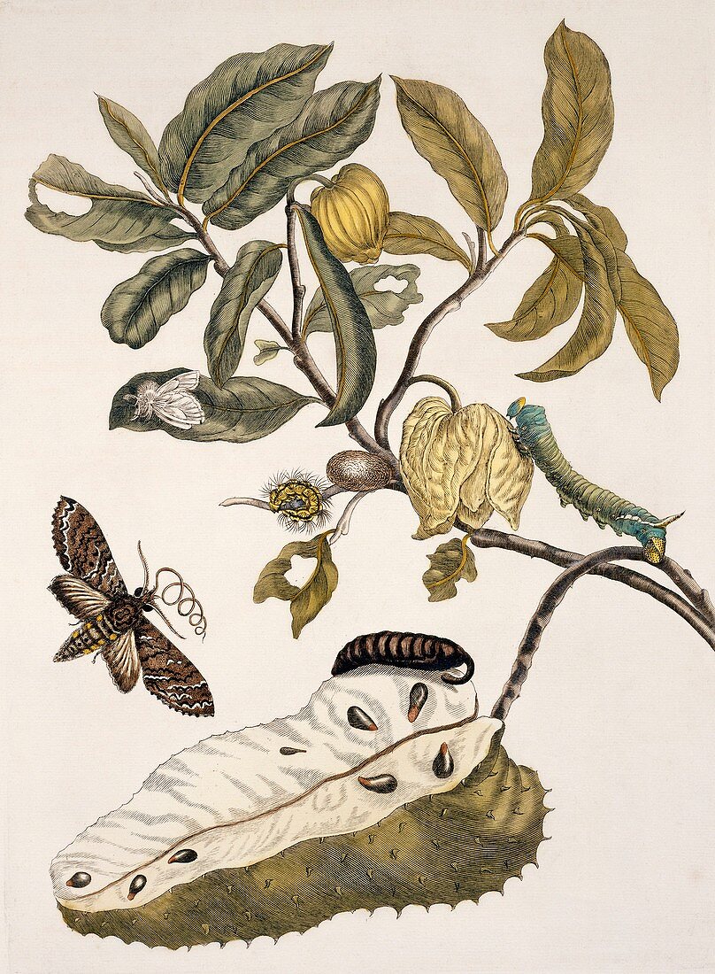 Insects of Surinam,18th century