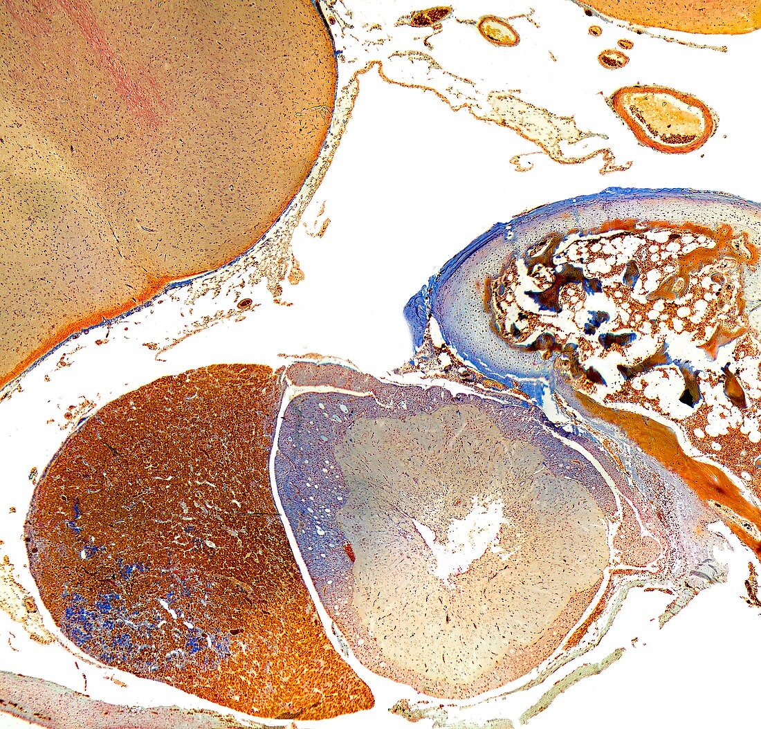 Pituitary gland,light micrograph