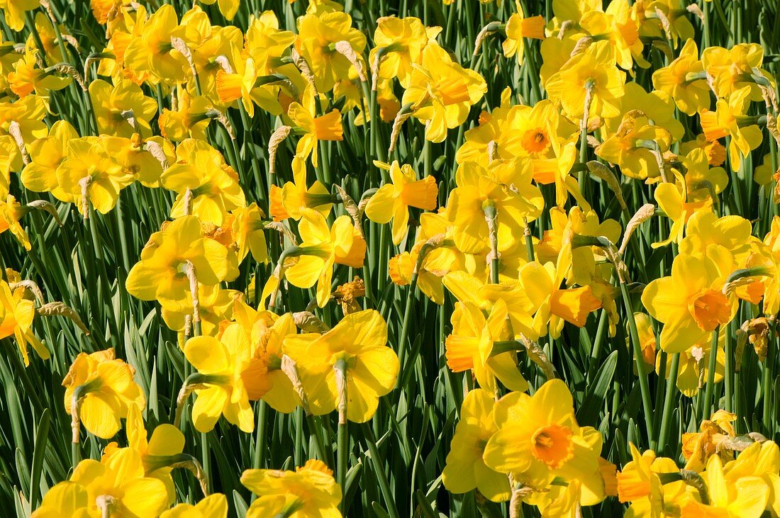 Daffodil (Narcissus 'Loch Owskelch')