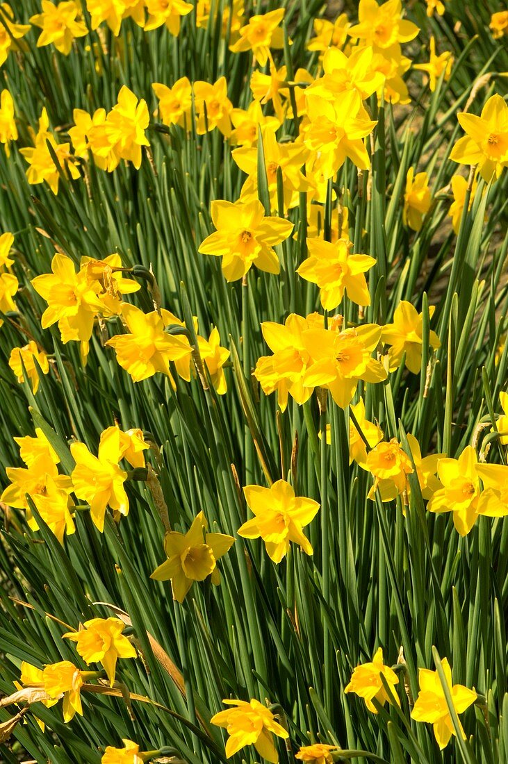 Daffodil (Narcissus 'Rosemoor Gold')