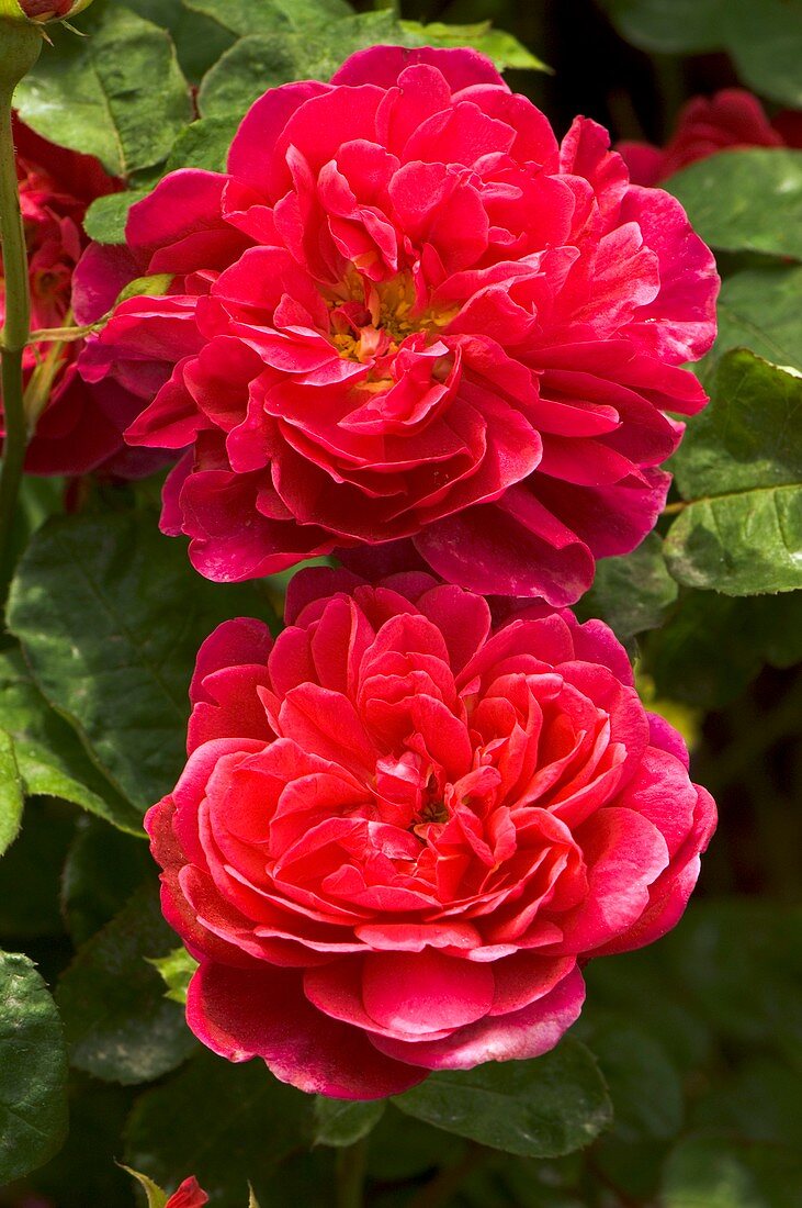 Rose (Rosa 'Sophy's Rose')
