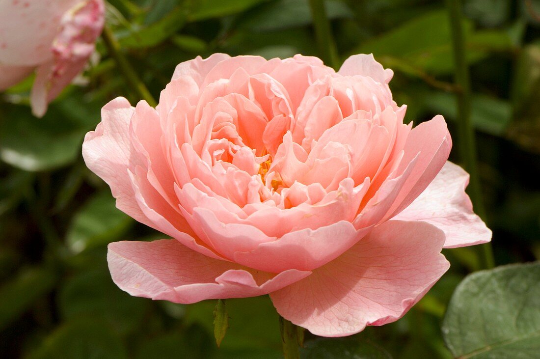 Rose (Rosa 'Alnwick')