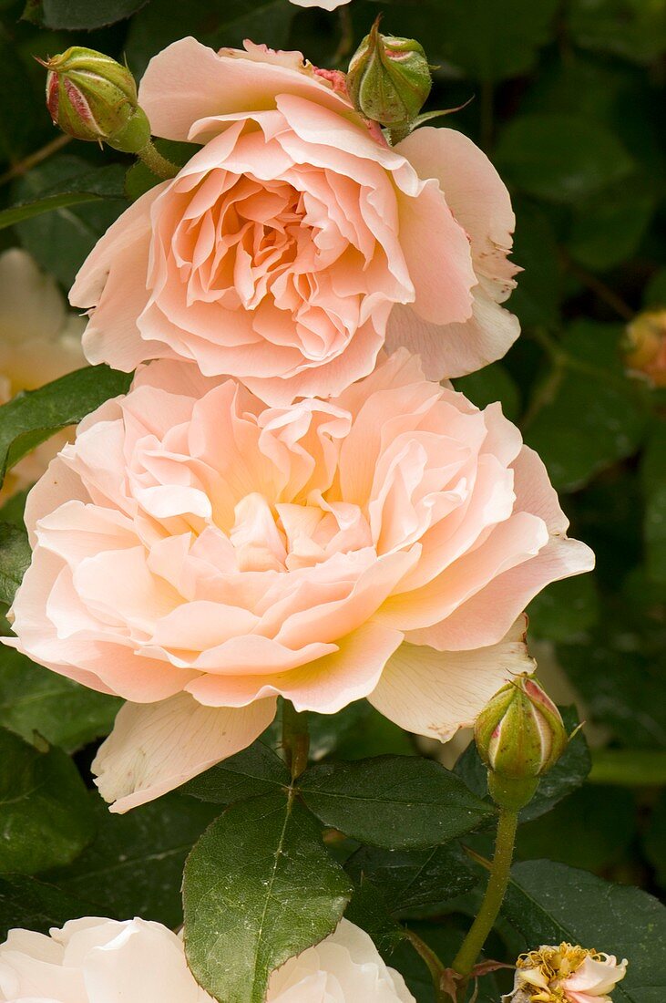 Rose (Rosa 'Mary Magdalene')