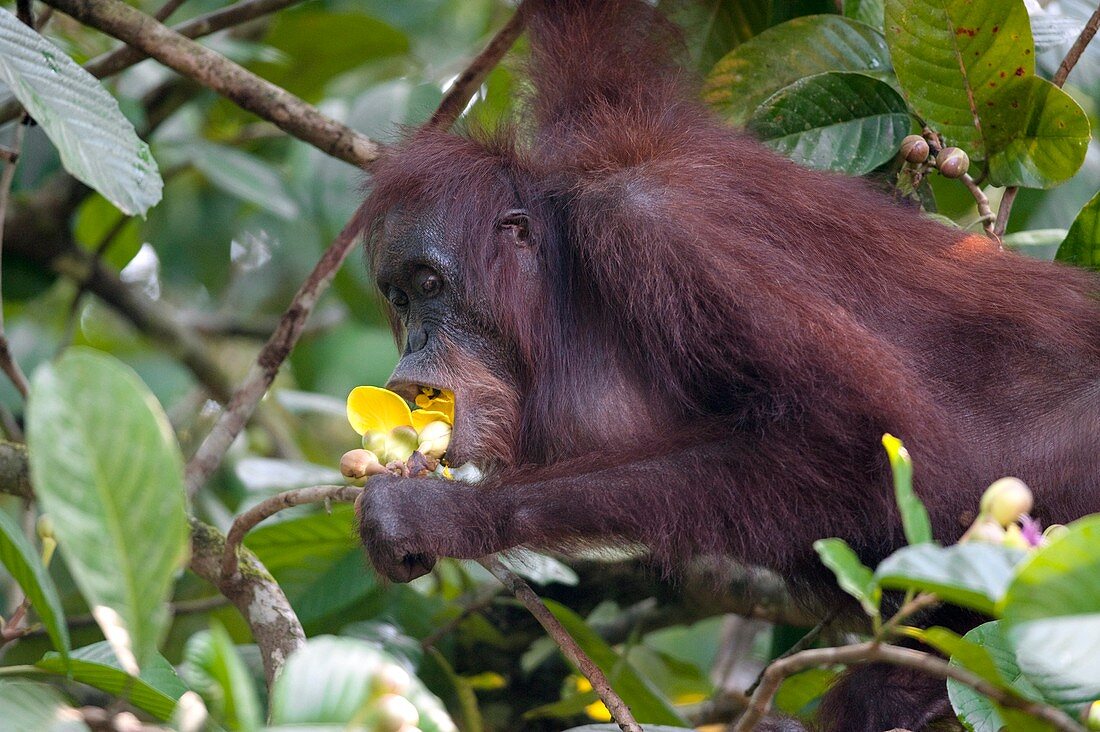 Bornean orangutan eating