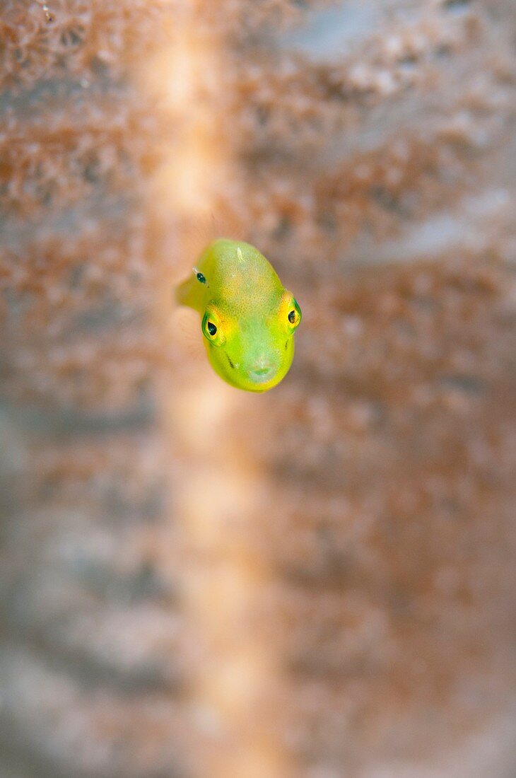 Juvenile fish on a reef