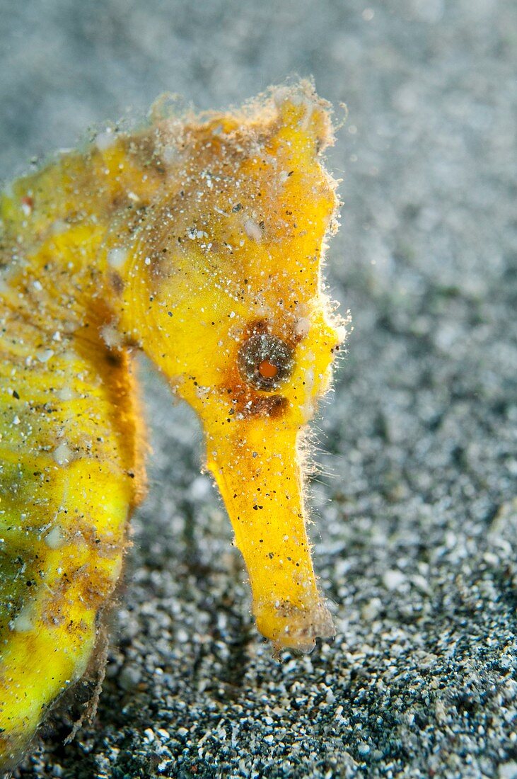 Common seahorse