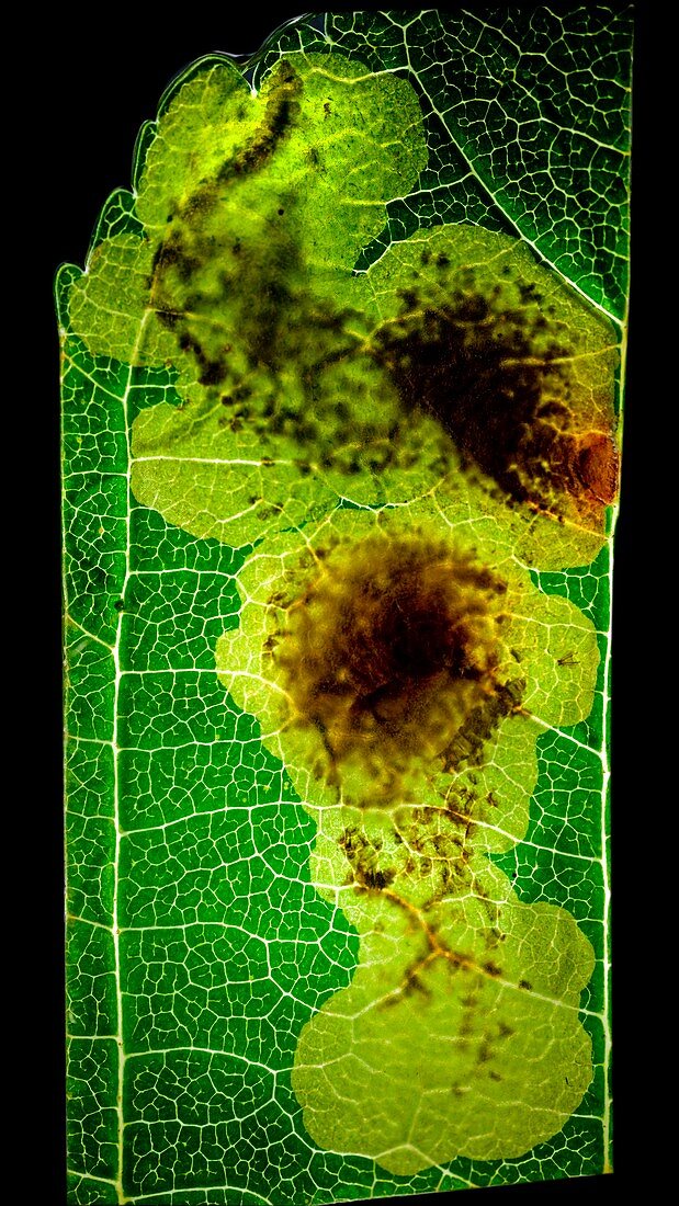 Leaf miner disease,macrophotograph