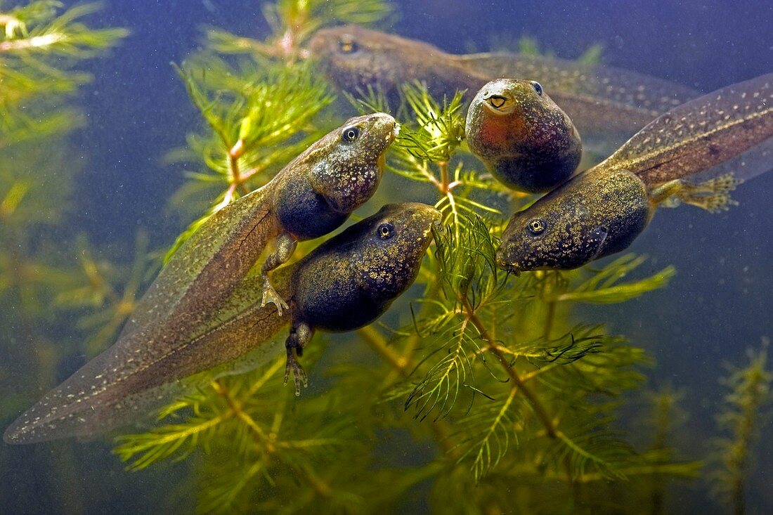 Frog tadpoles feeding,macrophotograph
