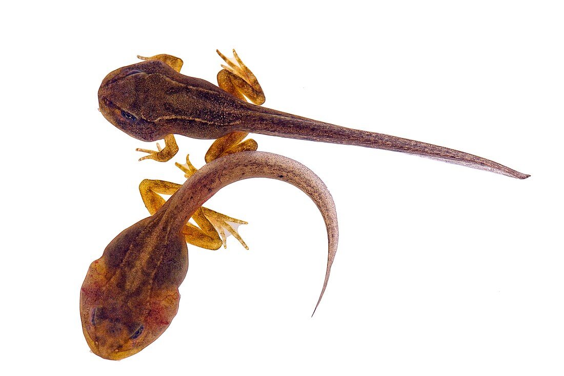 Frog tadpoles,macrophotograph