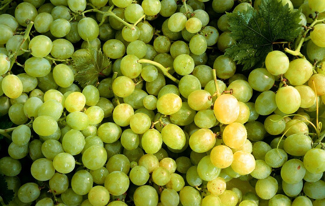 Many Green Grapes
