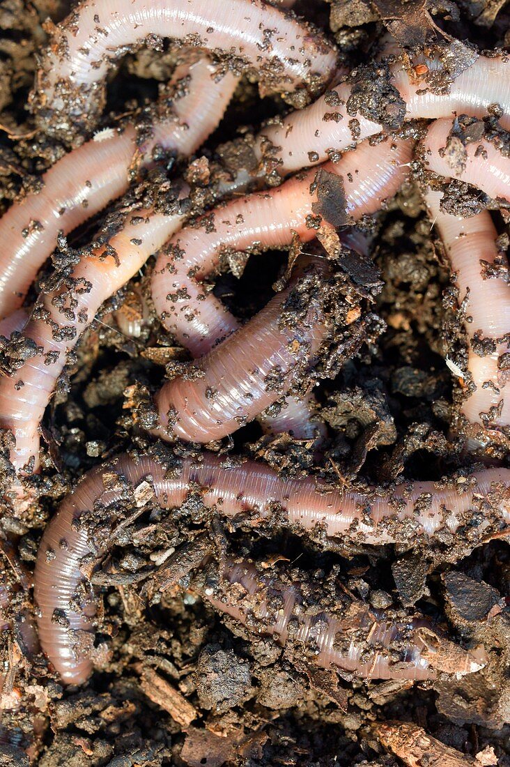 Earthworms feeding on fallen leaves