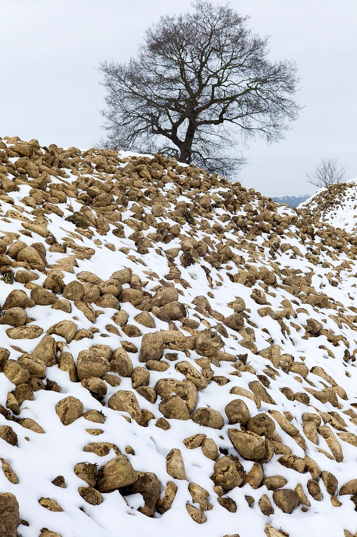 Snow-covered heap of sugar beet