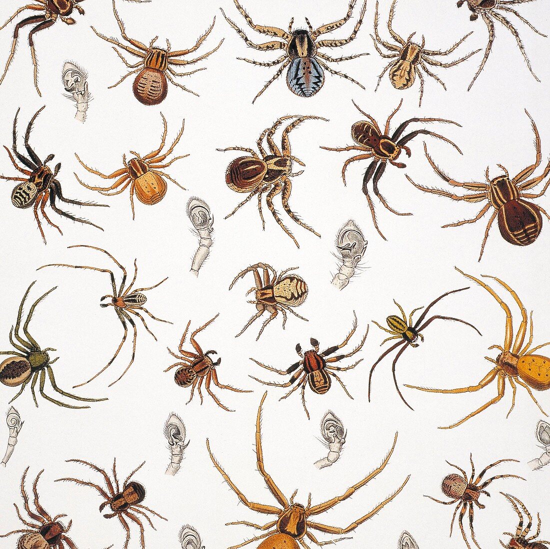 Crab spiders and scorpions,artwork