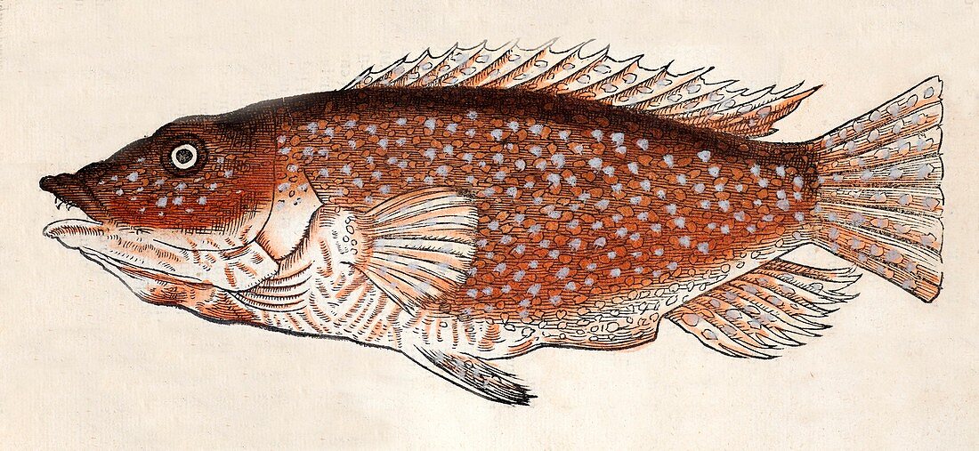 1560 Gesner early fish illustration crop