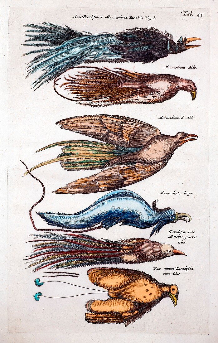 1660 Merian bird of paradise manucodiata