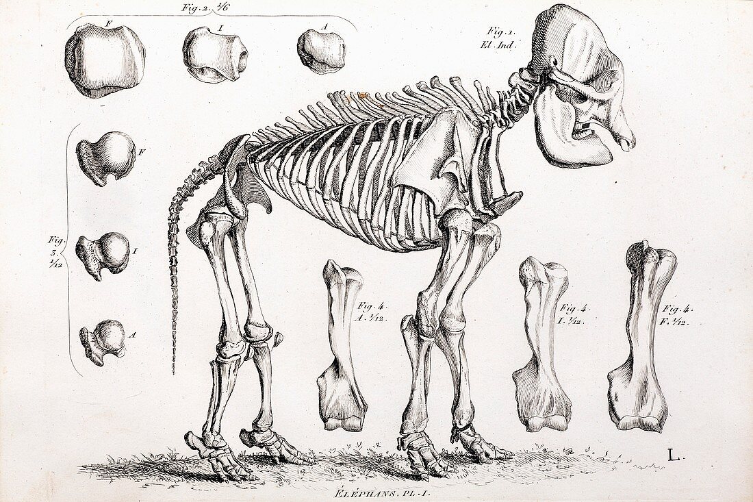 1812 African Elephant skeleton